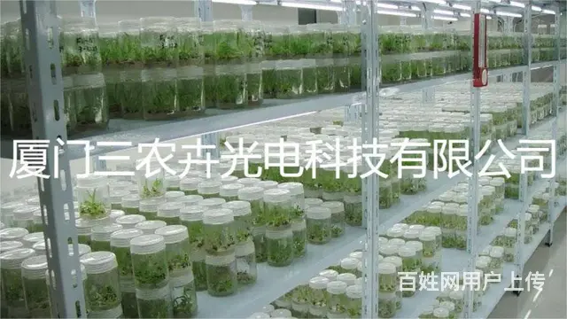 马尾松组培灯 - 图片