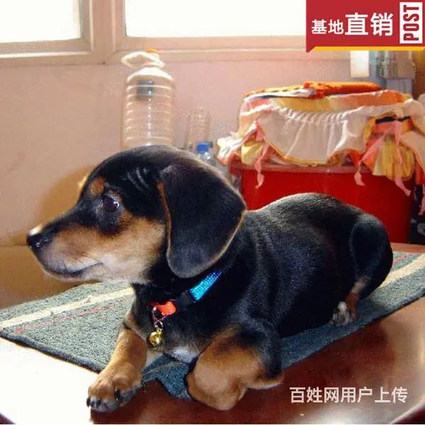 吕梁【十年老店】常年繁殖优质血统腊肠犬幼犬 - 图片 8