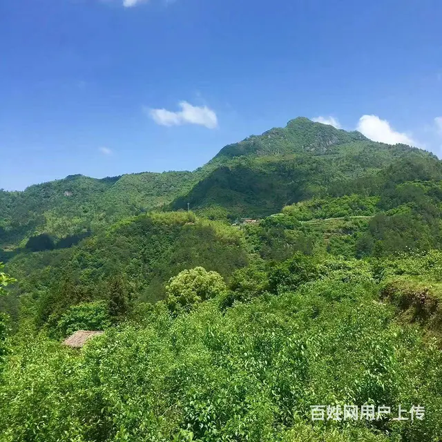 （极 致）武义大溪口的承包土地欲转让经营权！接手即可营业 - 图片 1
