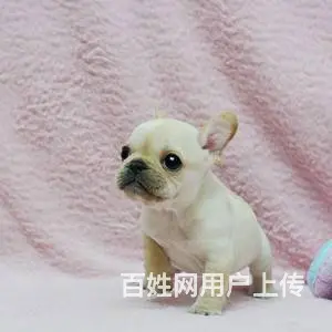 承德法牛多少钱一只 法牛价格 纯种法牛 保健康 - 图片 4