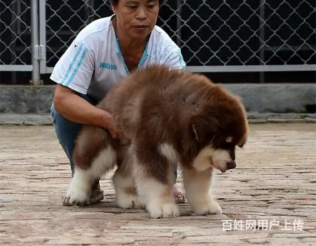 阿拉斯加雪橇犬 品质保证 带血统证 签联盟合同保障 - 图片 9