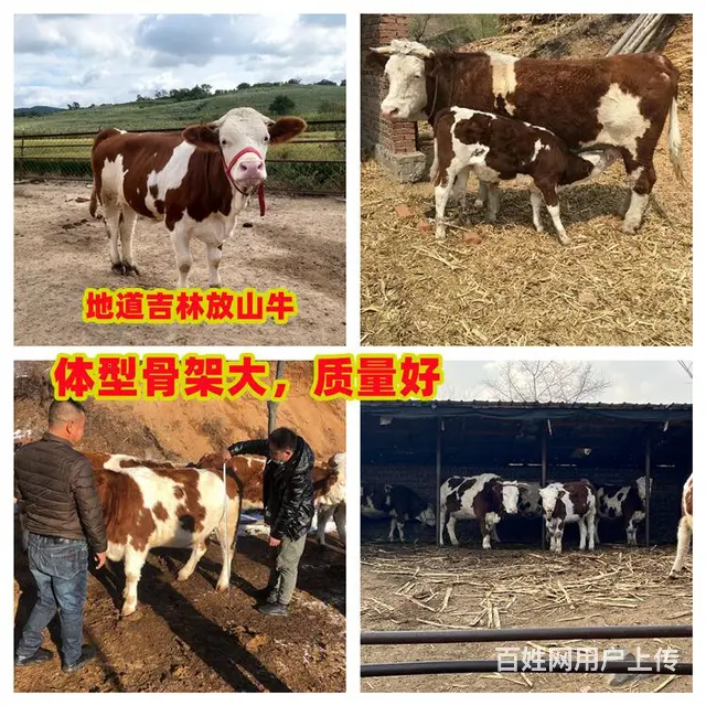 六之七个月 西门塔尔2岁母牛 的价钱 - 图片