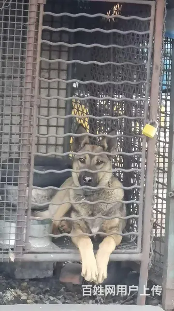出售昆明犬 - 图片