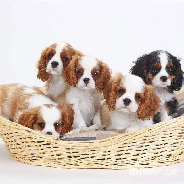 专业繁殖查理王小猎犬狗场出售骑士查理王英国女 - 图片 4