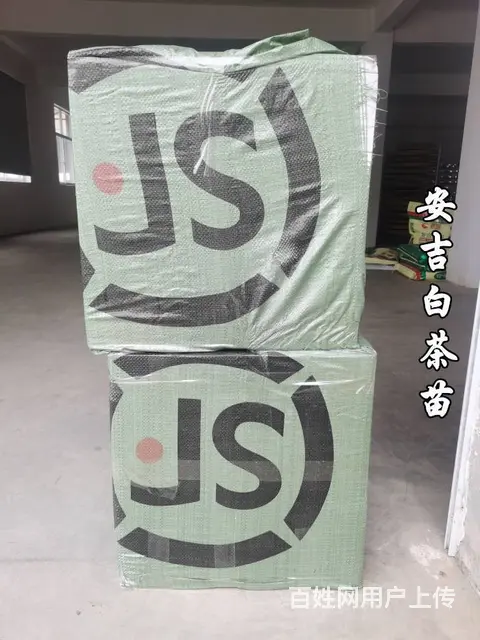 安吉白茶苗 自产自销 保质保量 技术指导 - 图片 6