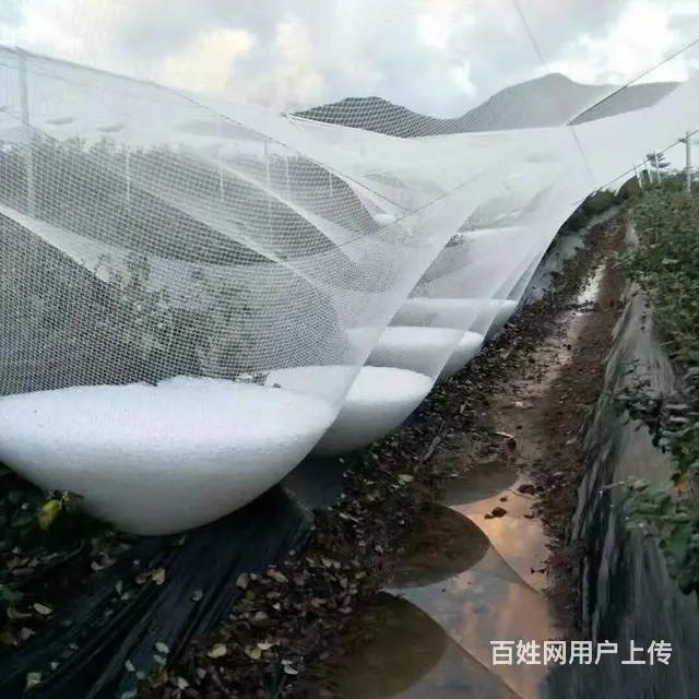 秦皇岛葡萄果园防雹网白色聚乙烯材质 - 图片 1