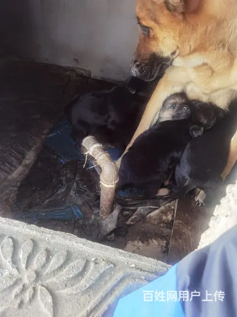 喜欢狼狗的来。工作犬 - 图片 12