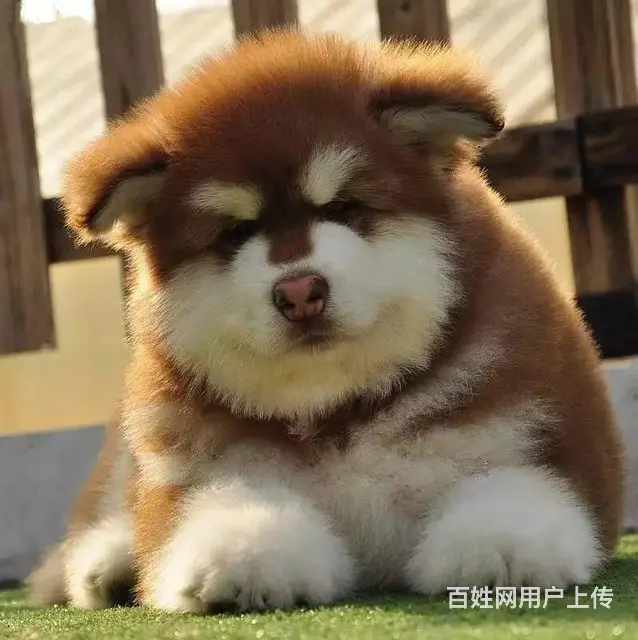 熊版阿拉斯加雪橇犬 巨型阿拉 完美售后 三色均有 - 图片 4