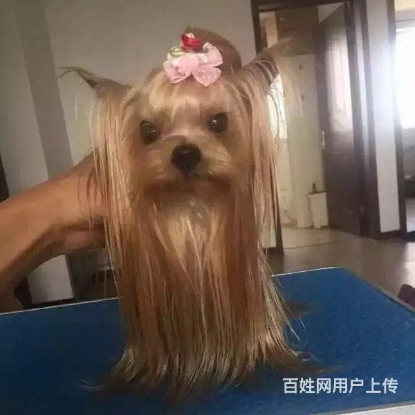绍兴卖约克夏的犬舍，犬舍约克夏一般价位 - 图片 12