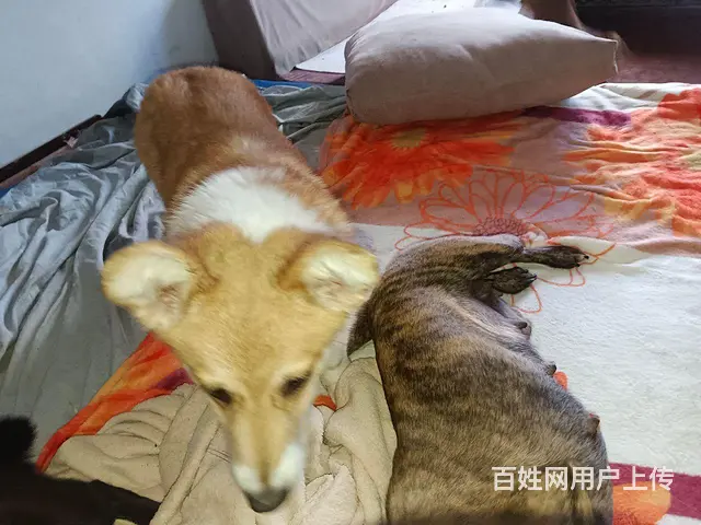 有多种狗便宜出卖！！！！ - 图片 2