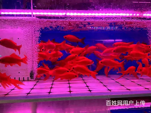 （微易转）明清街绿杉园北门商铺转让 - 图片 4