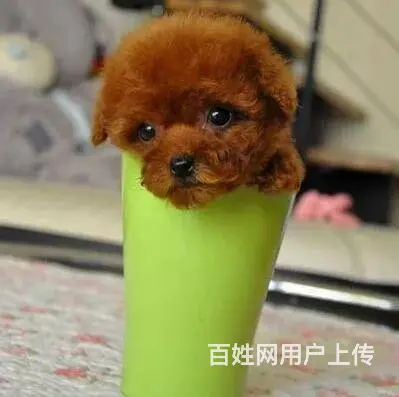 通辽泰迪多少钱一只 泰迪价格 茶杯犬泰迪 泰迪幼犬 - 图片 11