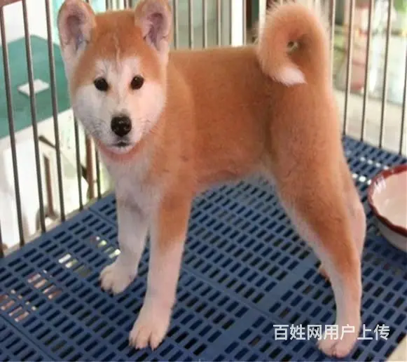 自家繁殖秋日系田幼犬 保证健康品质市内可送 - 图片 11