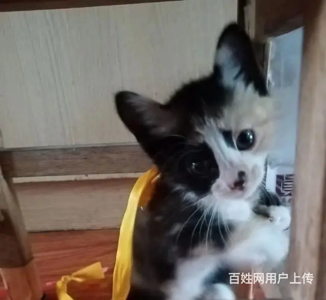 【搞定了！】请爱猫咪人收养！ - 图片 2