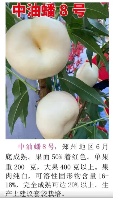中油蟠9号桃油蟠6-21苗济宁新品种桃苗基地直销 - 图片 5