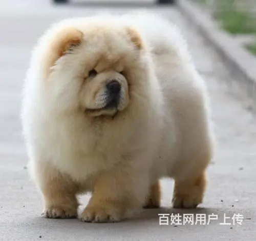 纯种松狮 松狮幼犬多少钱 哪里有卖松狮犬的 - 图片 4