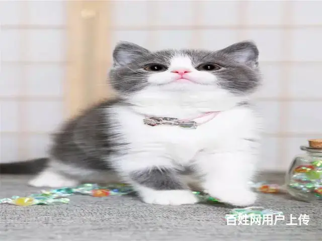 常州猫舍蓝白多少钱一只哪里有本地买自家猫舍繁殖 - 图片 4