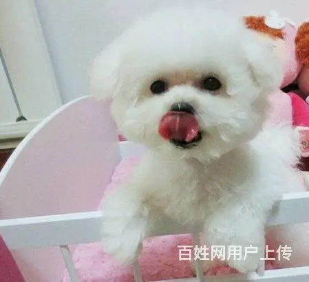 精品法式卷毛比熊 疫苗驱虫做齐 纯种保健康 可送 - 图片 6