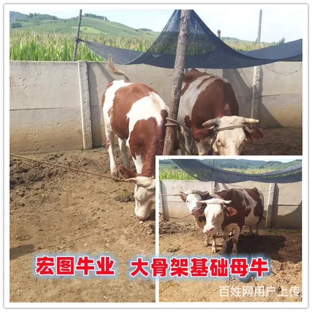 300斤的 西门塔尔大母牛 现在什么价 - 图片 1