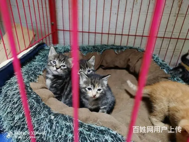 【搞定了！】满月小猫找主人 - 图片 2