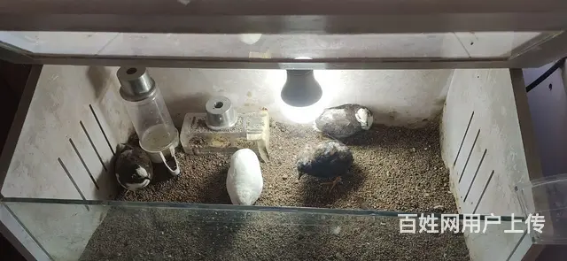 芦丁鸡成鸡小鸡孵化箱饲养箱 - 图片 9