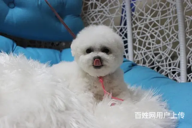 赛级小体 比熊 包细小犬瘟30天 签健康协议 - 图片 4