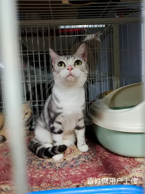 低价出售猫咪 - 图片