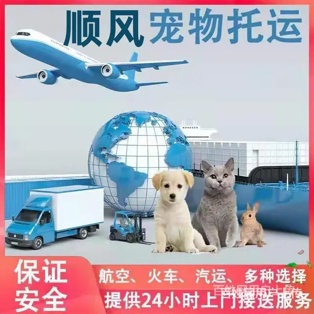 三门峡卢氏宠物托运（猫狗）活体邮寄快递（2022宠物运输 ） - 图片 2