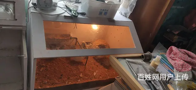 芦丁鸡成鸡小鸡孵化箱饲养箱 - 图片 6