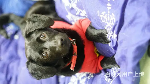 【搞定了！】免费领养小体腊肠串串驱虫洗澡犬五联可送狗上门 - 图片 4