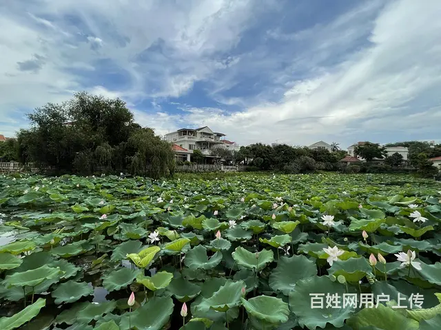 凤鸣苑两层豪装小独栋 加建茶室临湖 花园可垂钓 家 - 图片 11