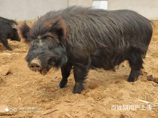 纯种藏香猪种猪、精品母猪，仔猪销售！ - 图片 1