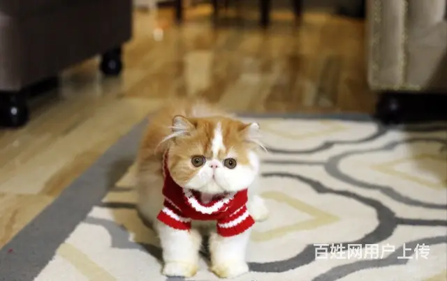 本地哪里有卖加菲猫的 加菲怎么护理 加菲好养吗 - 图片 5