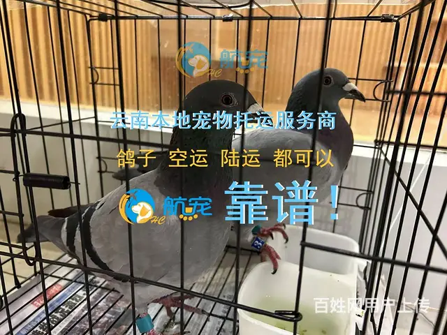云南昭通 不是中介 飞机火车汽车宠物托运全国 - 图片 3