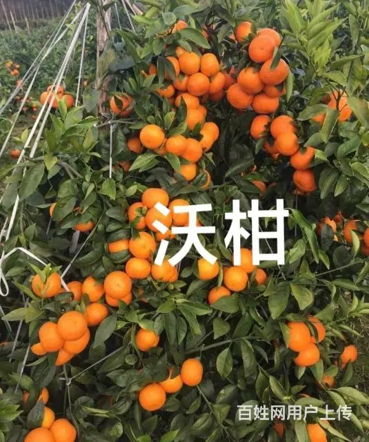 专业供应各种芒果树苗以及其他水果树苗 - 图片 9
