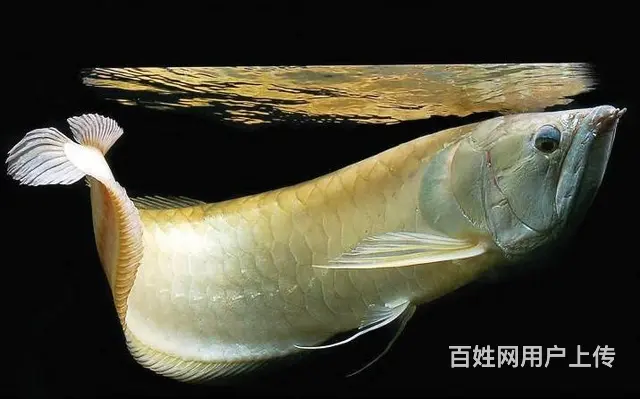 全沈阳上门鱼缸清洗 鱼缸维护 草缸造景 - 图片 3