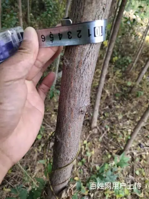 占地绿化苗 - 图片 2