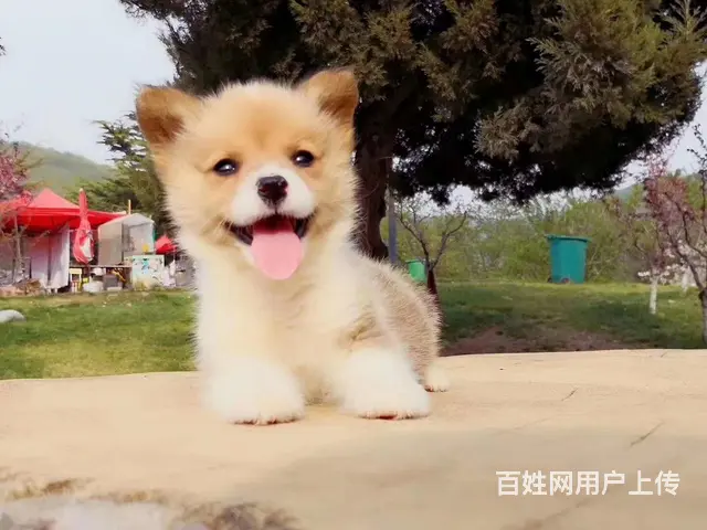 澄迈正规柯基基地 正规养殖柯基 - 图片 2