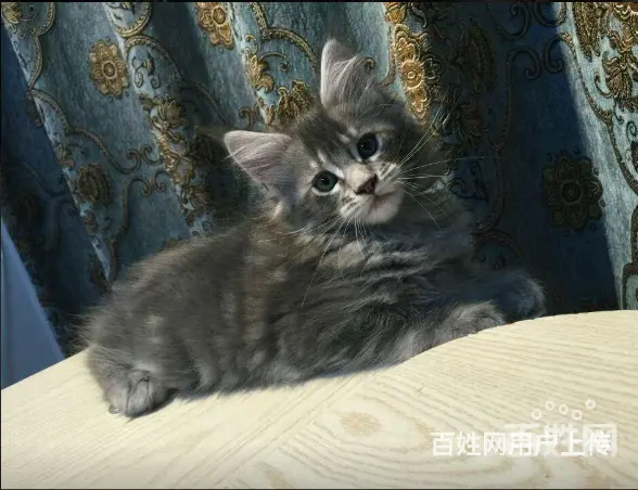 六安哪里有卖缅因猫的 缅因猫出售 包成活 - 图片 1