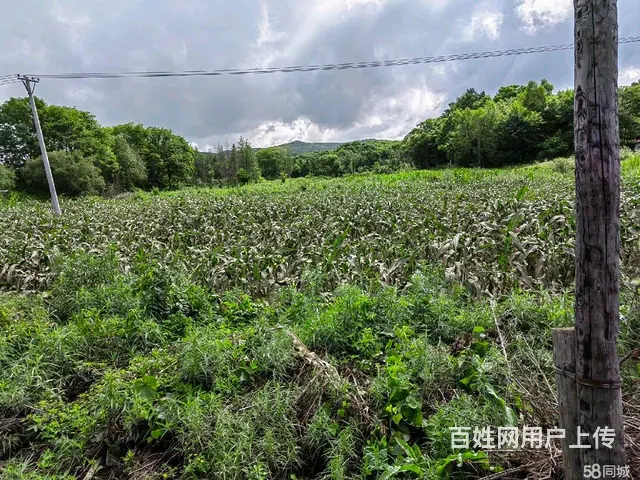阿城山河屯厂房办公楼出售 - 图片 4