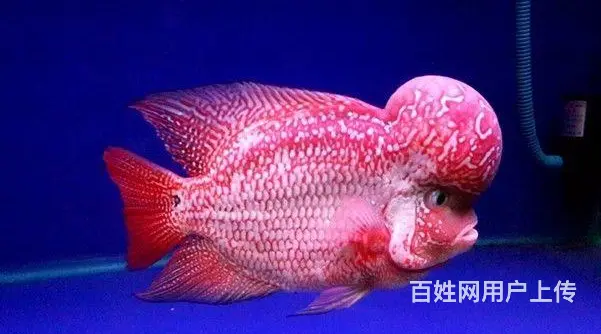 黄冈出售泰国进口精品罗汉鱼一手货源，送货上门 - 图片 6