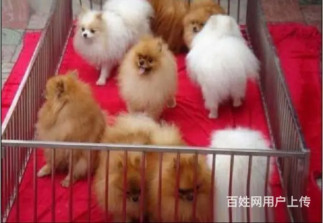 主推小体博美幼犬 熊版博美宝宝品质有保障 - 图片 2