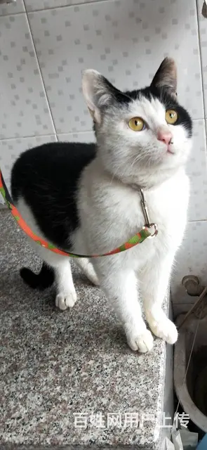 猫猫0元购 - 图片 1