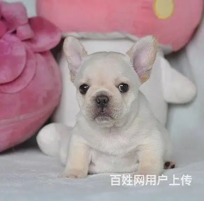 纯种法国斗牛犬幼犬、CKU认证犬舍、签协议可送货 - 图片 8