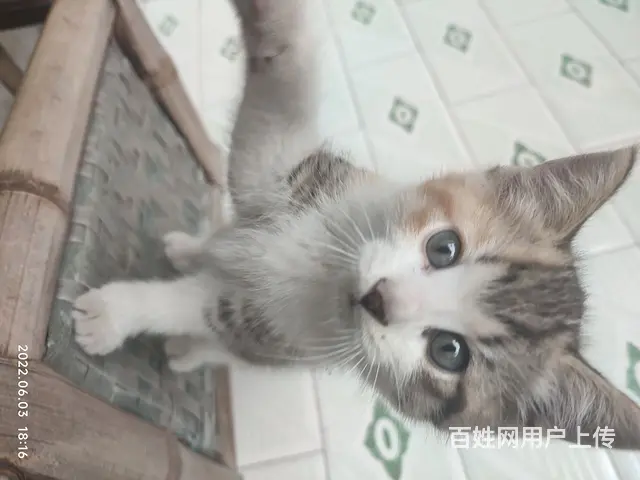 【搞定了！】小猫咪免费赠送 - 图片 2