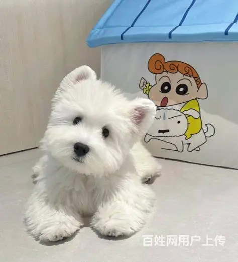 广州大型犬舍基地专业繁殖泰迪比熊博美柯基柴犬法斗 - 图片 7