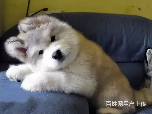 邢台本地出售家养阿拉斯加犬 纯种阿拉斯加 疫苗齐全 - 图片 9