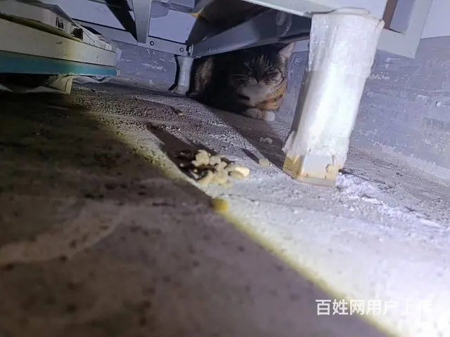 猫在楼层里跑丢了怎么找洛阳专业找猫团队分享找猫方法 - 图片 6