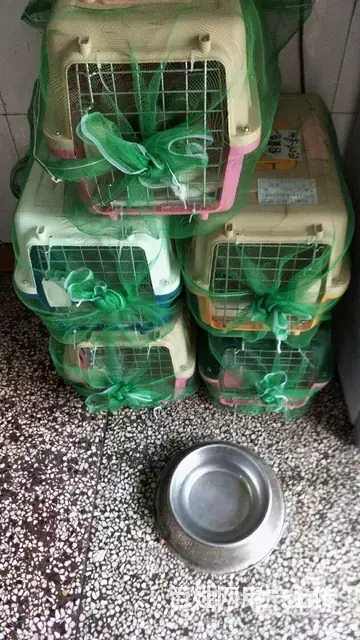 常州哪里有卖宠物托运的 - 图片 2