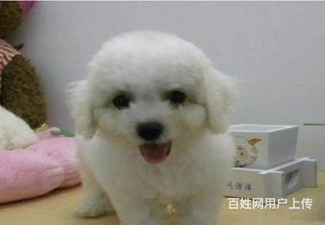 可爱卷毛小体比熊犬 宠物比熊幼犬狗狗来了 - 图片 5